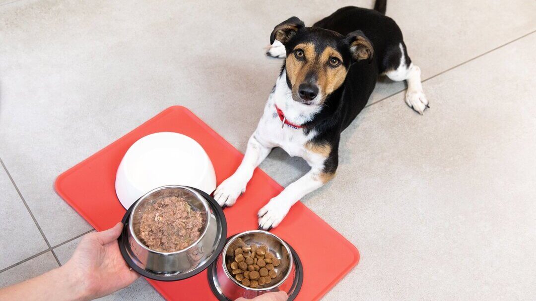 Feeding Your Puppy