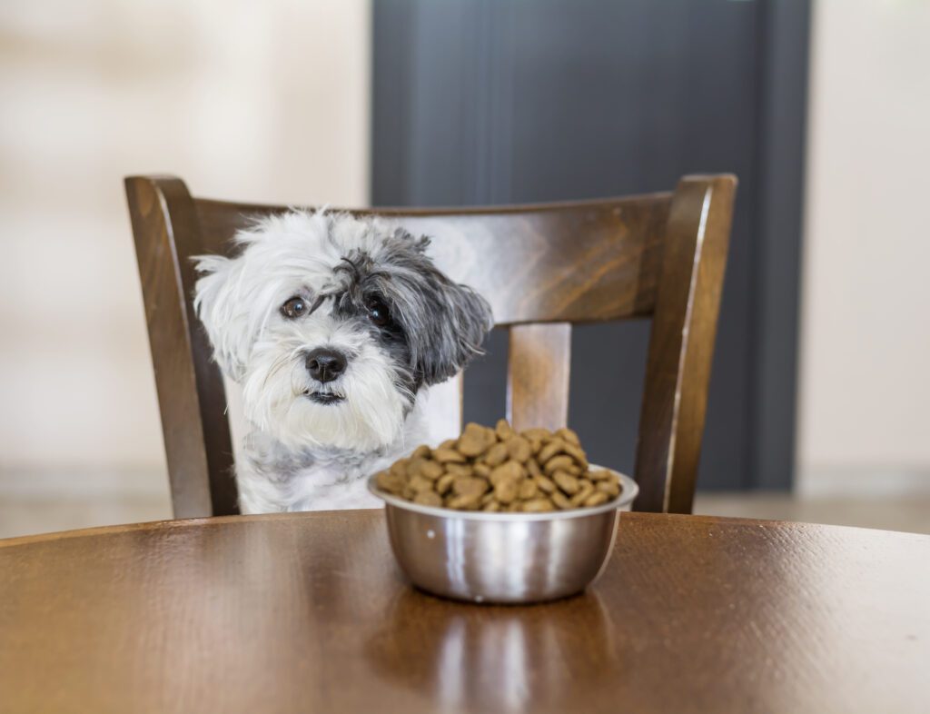 dog-sitting-wooden-chair